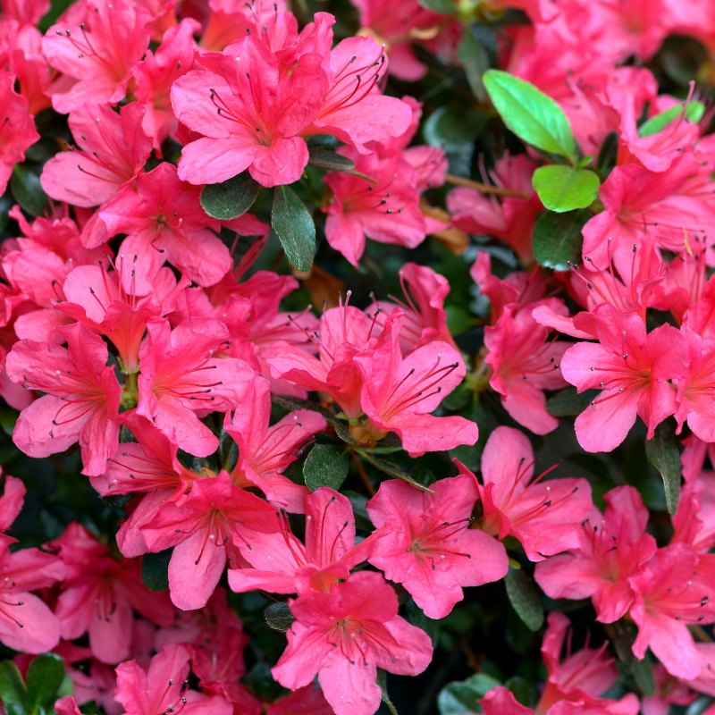 Rose Azalea Plant W Ith Pink Blooms image