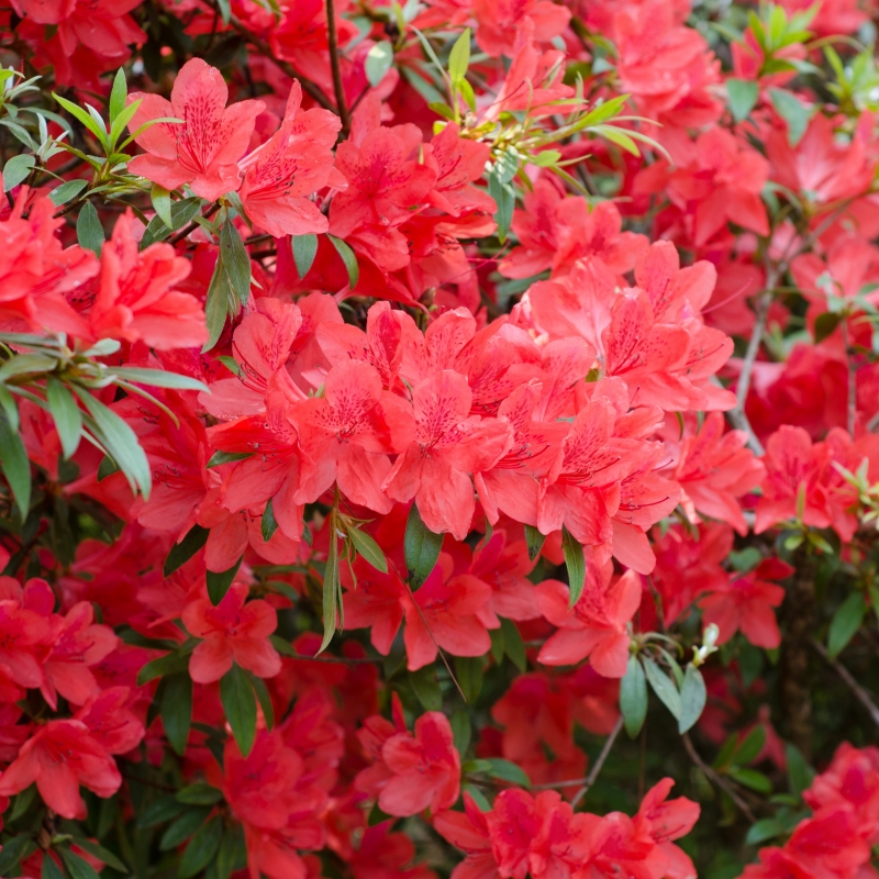Azalea 'Fashion' - Plant With Purpose ℠ image