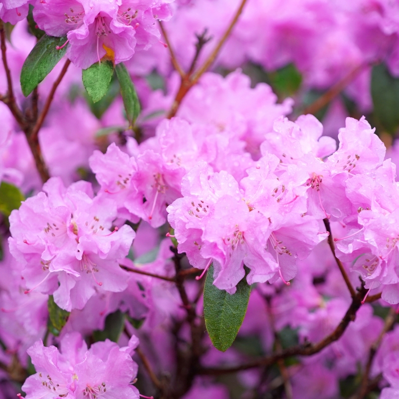 Elsie Lee Azalea Plant With Purple Blooms image