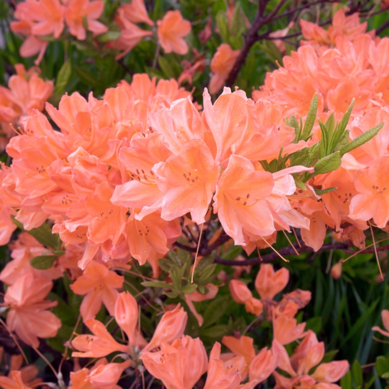 Azalea 'Blaauw'S Pink'  - Plant With Purpose ℠ image