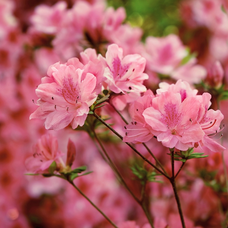 Azalea Hampton Beauty image