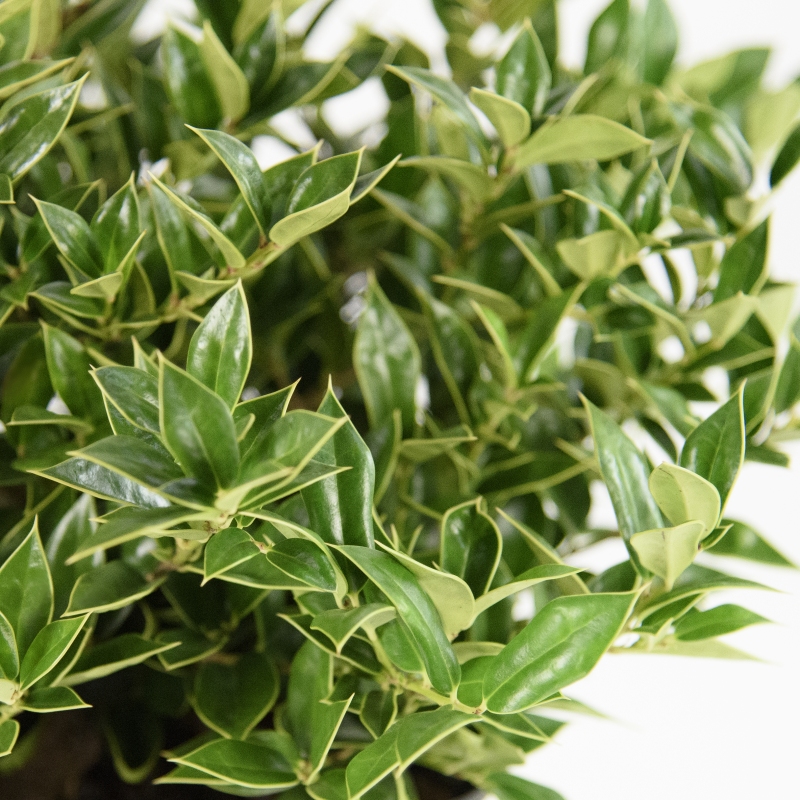 Qt Carissa Holly Plant image