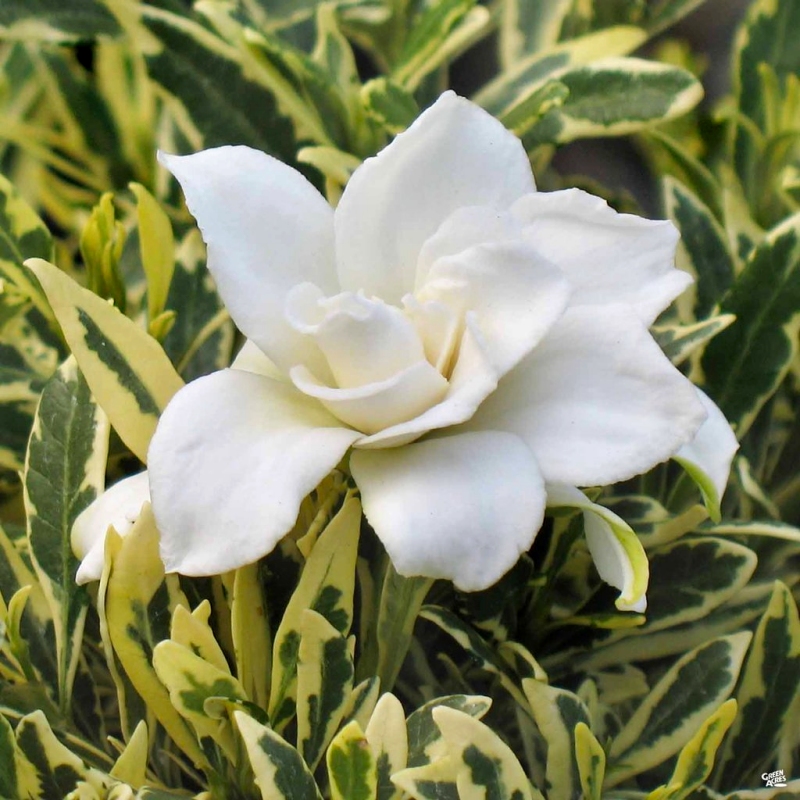 Variegated Radicans Gardenia Plant White Blooms image