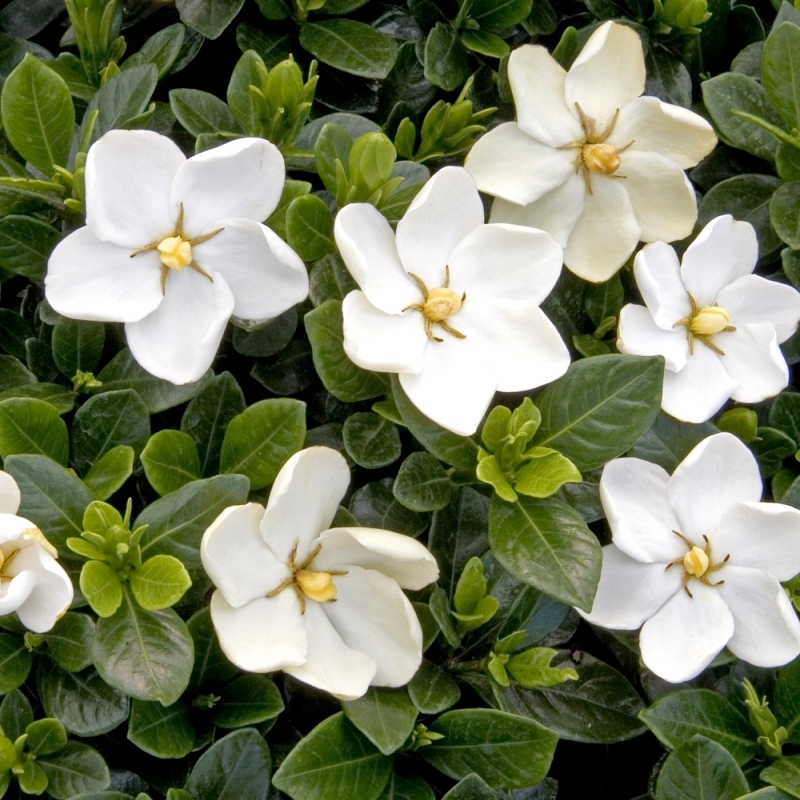 Daisy Gardenia Plant White Blooms image