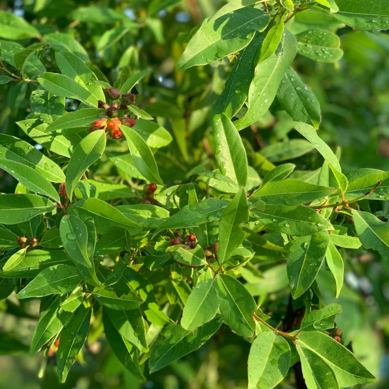Distylium Plant With White Blooms image