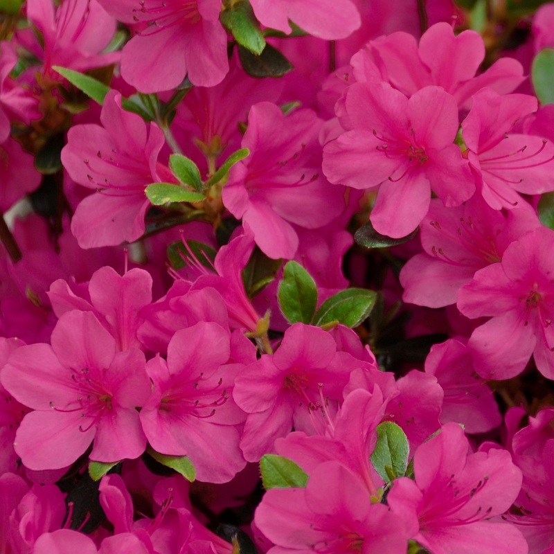 Rene Michelle Azalea Plant With Pink Blooms image