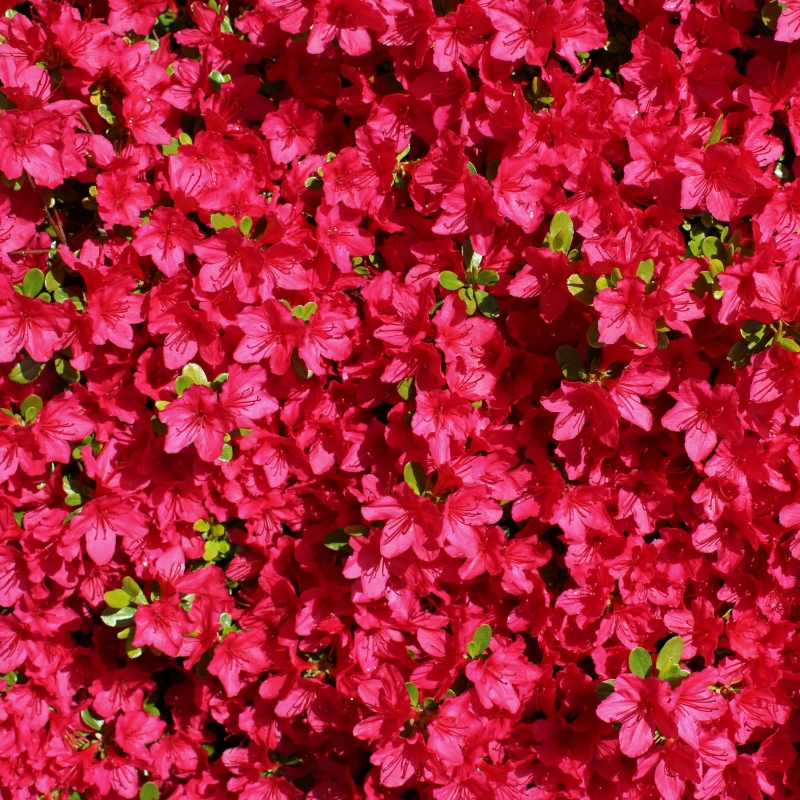 Tradition Azalea Plant With Red Blooms image