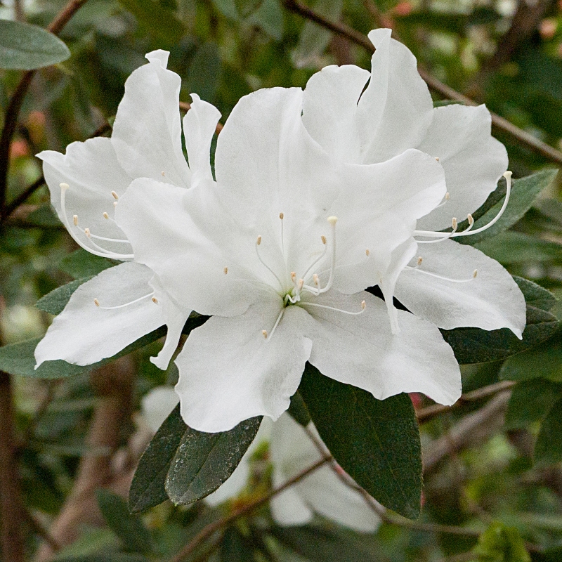 Hh Hume Azalea Plant With Red Blooms image