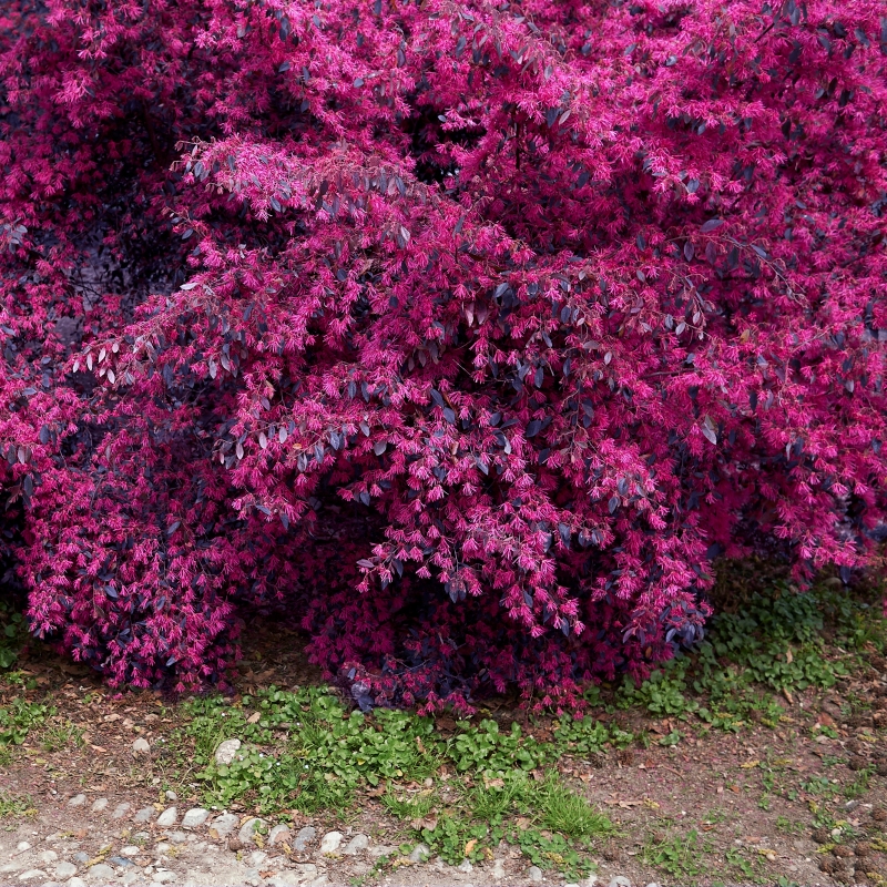 Red Chocolate Loropetalum Plant With Red Blooms image