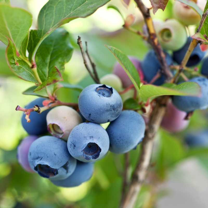 Blueberry 'Brightwell'  - Plant With Purpose image