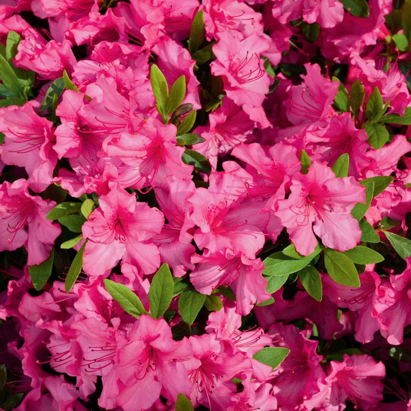Azalea 'Red Slippers' Flowering Shrub With Red Blooms image