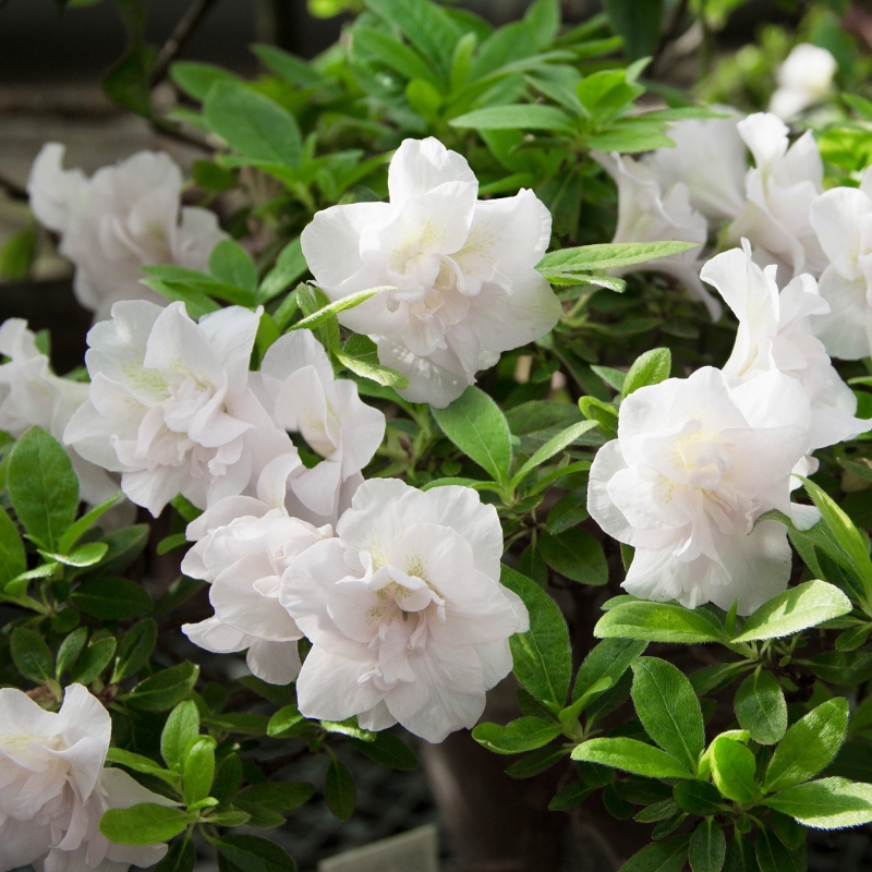 Azalea 'Hardy Gardenia' Flowering Shrub With White Blooms image