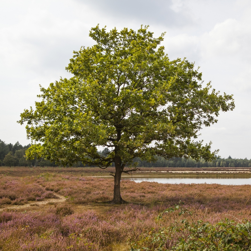 Sawtooth Gobbler Oak Tree image