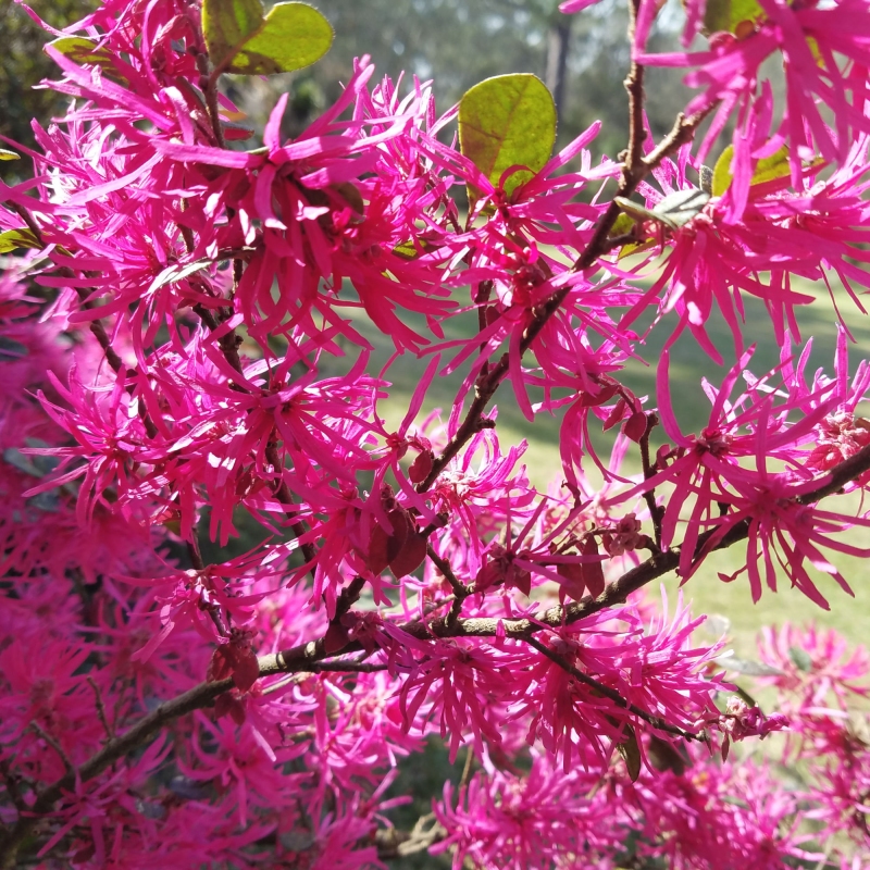 Loropetalum 'Daruma' image