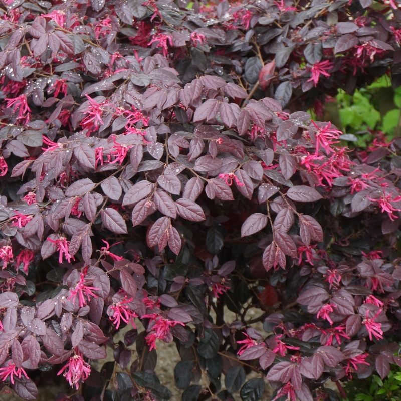 Loropetalum 'Carolina Midnight' image
