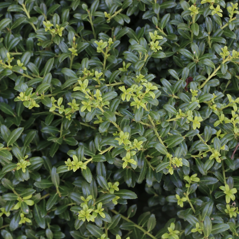 Holly 'Soft Touch' image