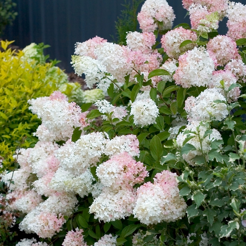 Hydrangea 'Phantom' image