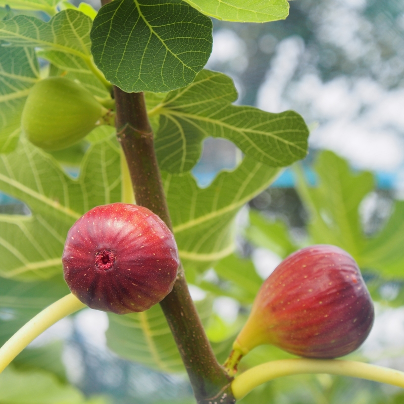 Fig 'O'Rourke' image