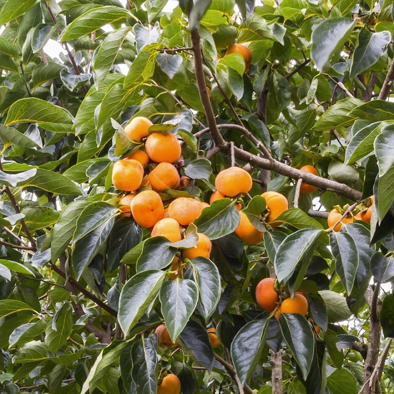 Native Persimmon Tree image