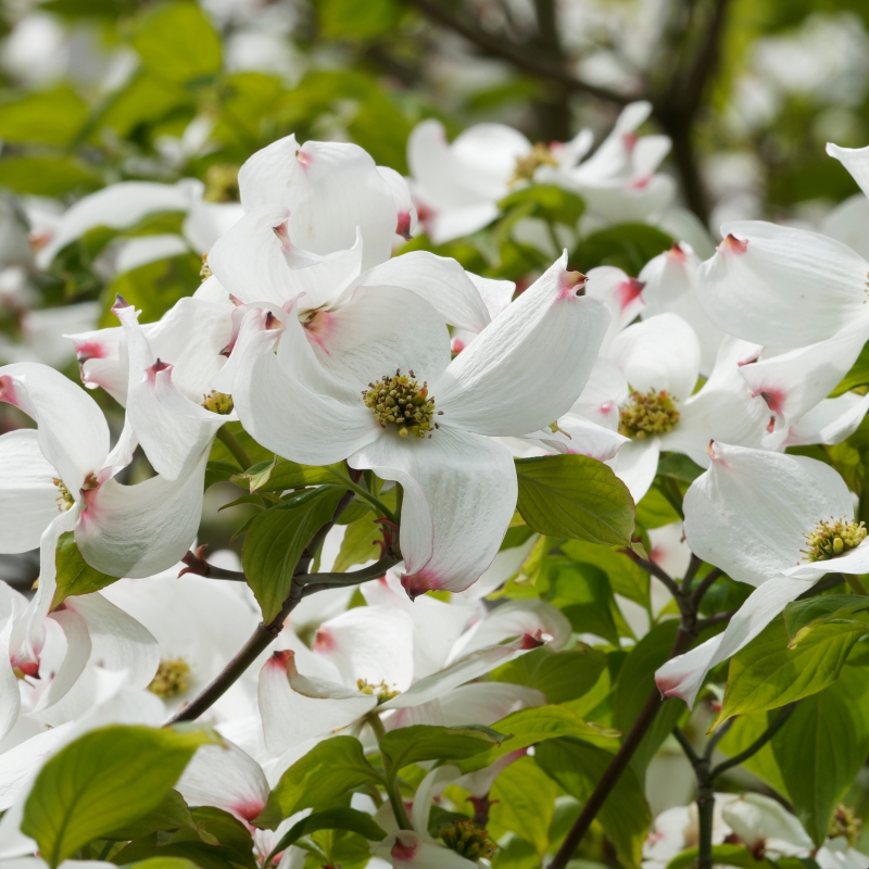 White Dogwood Tree image