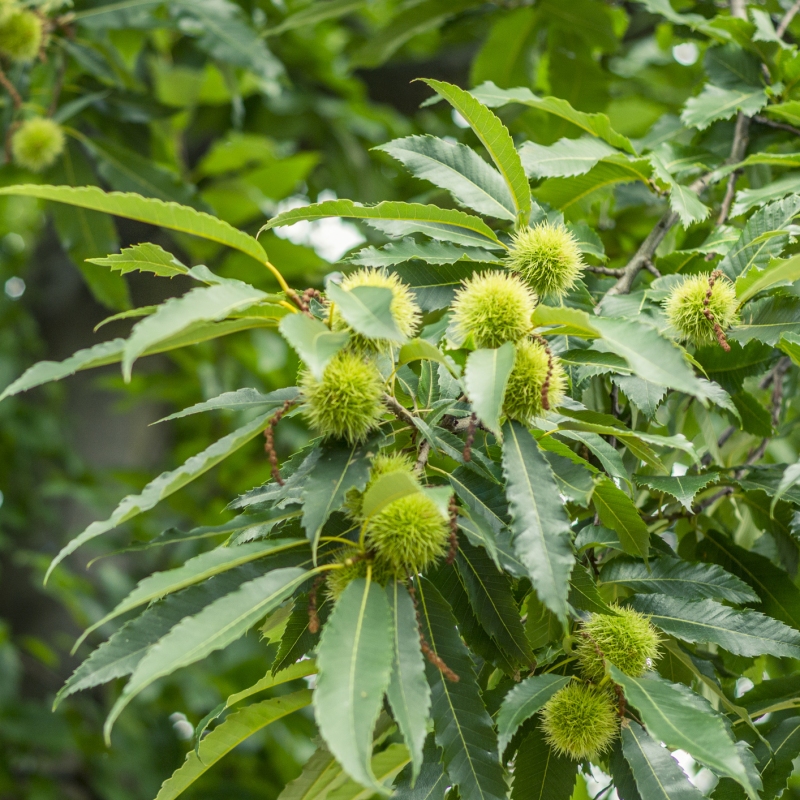 Chinese Chestnut Tree image