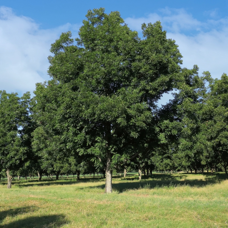Native Pecan Tree image