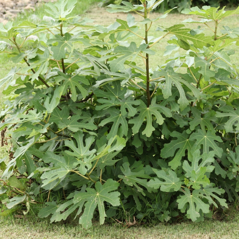 Fig 'Champagne' image