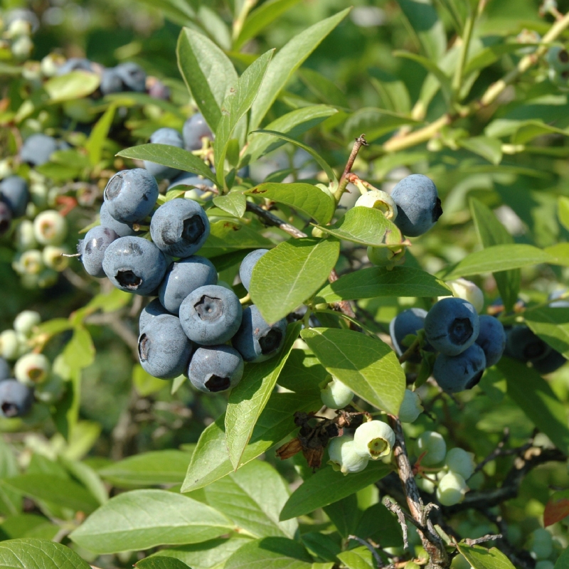 Blueberry 'Tift' image