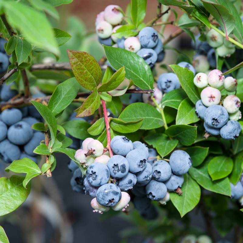 Blueberry 'Climax' image