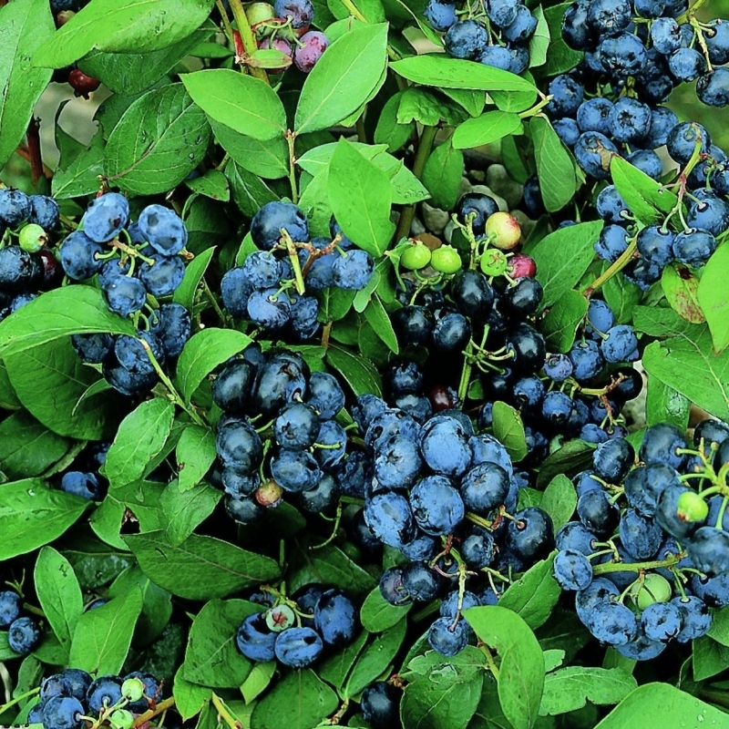 Blueberry 'Top Hat'  - Plant With Purpose image