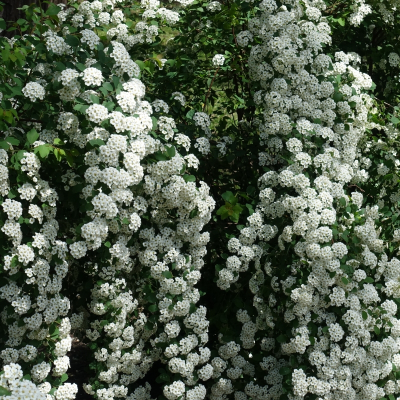 Spirea 'Reeves' image