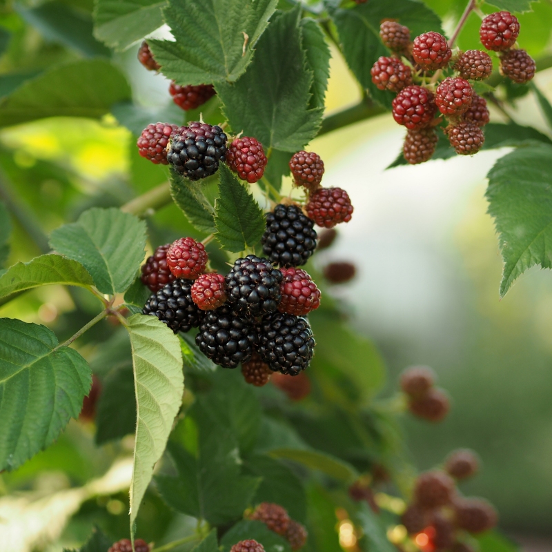 Blackberry 'Natchez' image