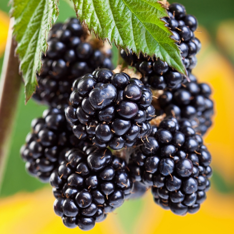 Blackberry 'Arapaho' image