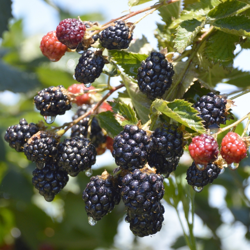 Blackberry 'Navaho' image