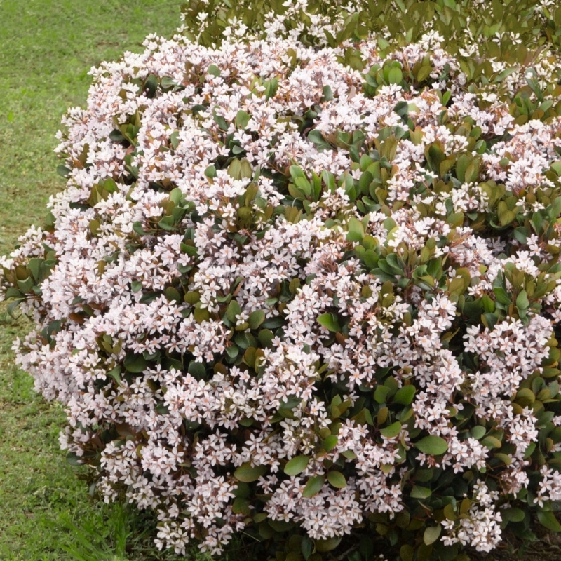 Indian Hawthorn 'Snow White' image