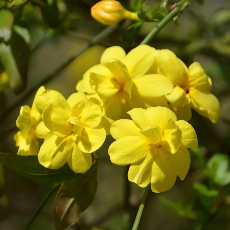 Winter Jasmine image