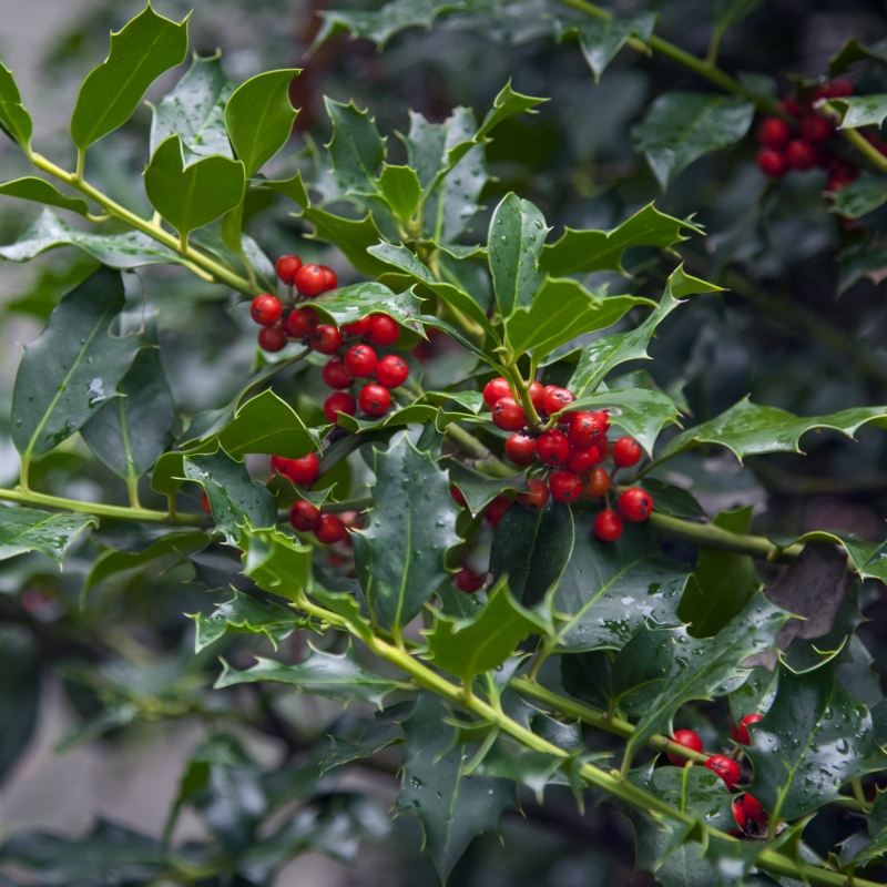 Holly 'Oakland' image