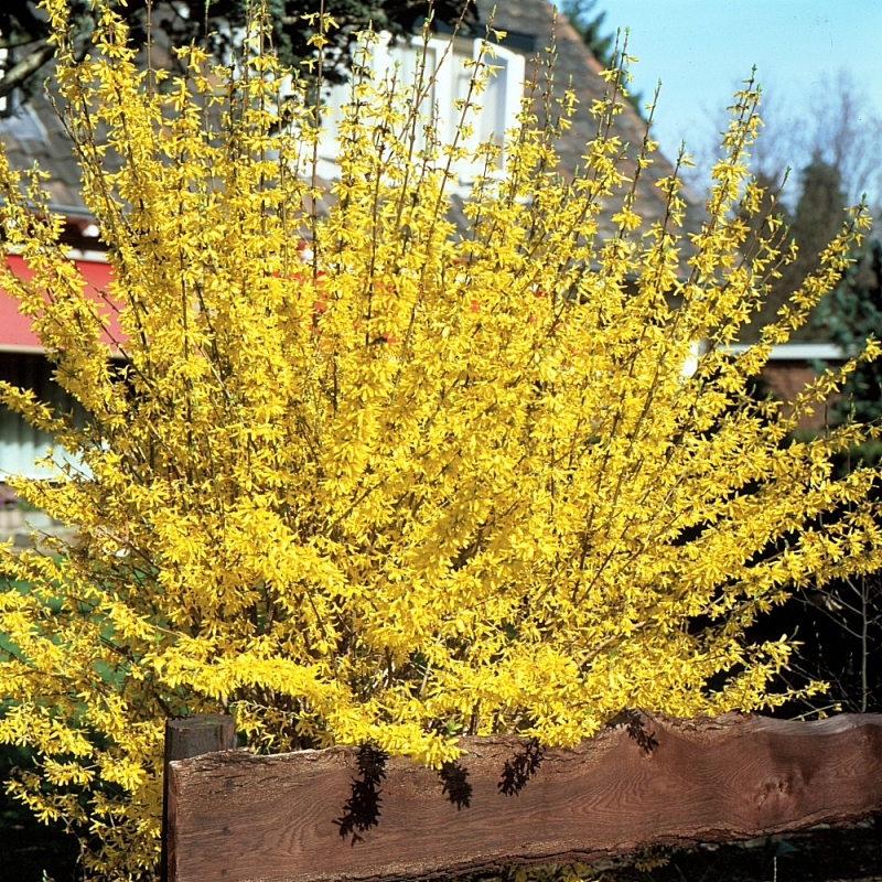 Forsythia 'Lynwood Gold' image