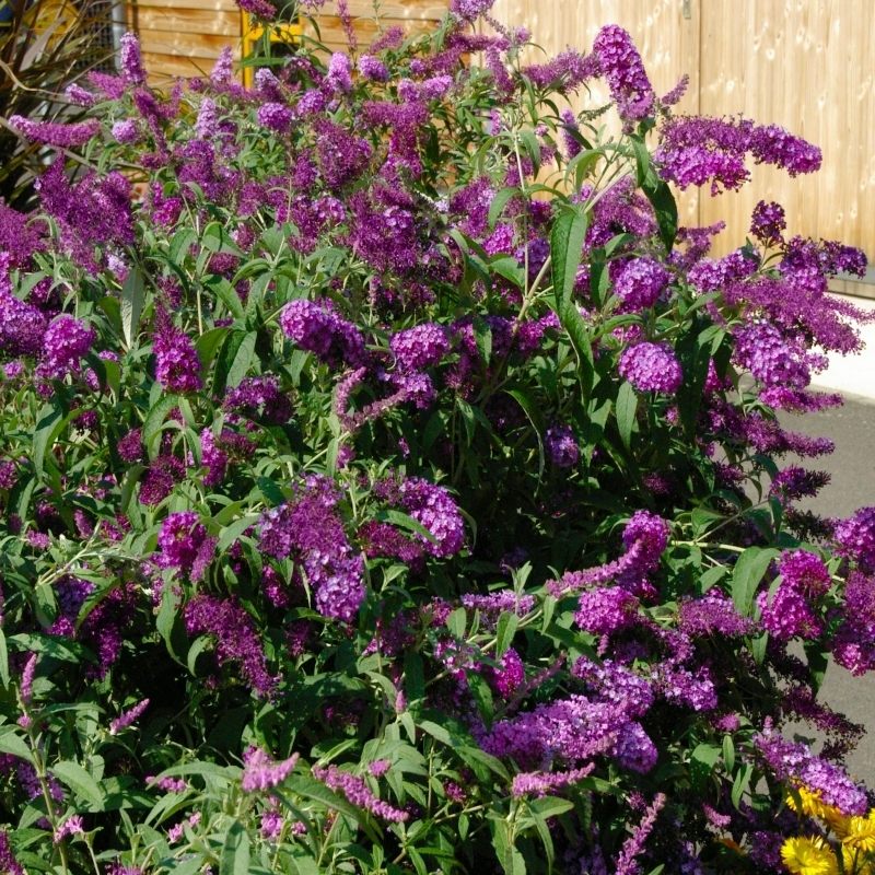 Buddelia 'Nanho Purple' Flowering Shrub With Purple Blooms image