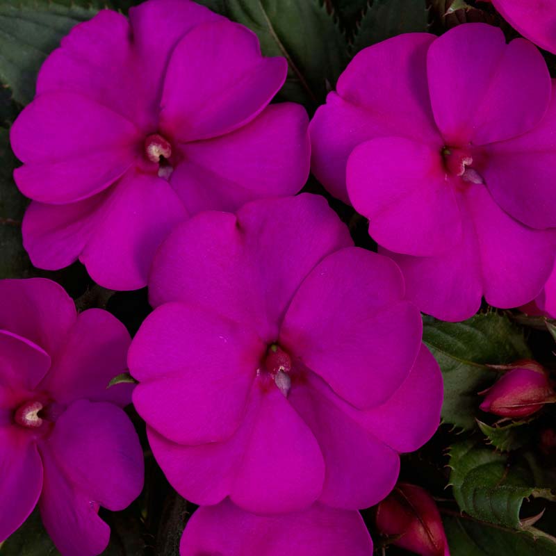 Sunpatiens® 'Compact Purple' image