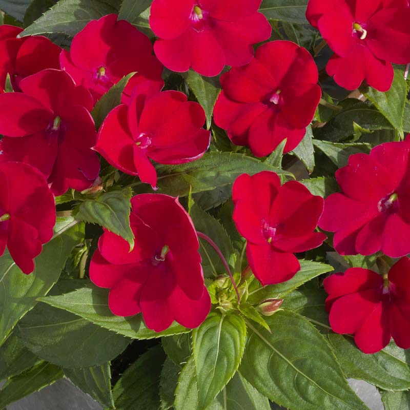 Sunpatiens® 'Compact Fire Red' image