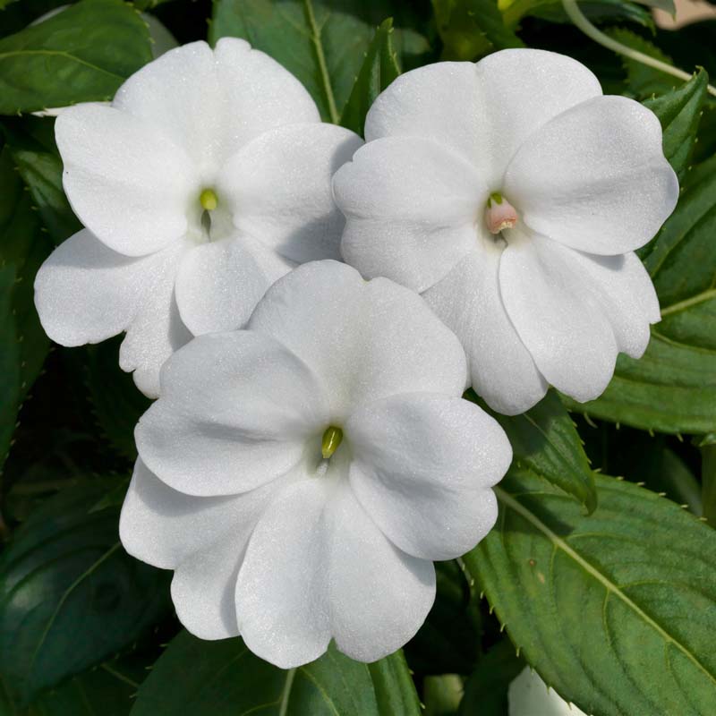 Sunpatiens® 'Compact White' image