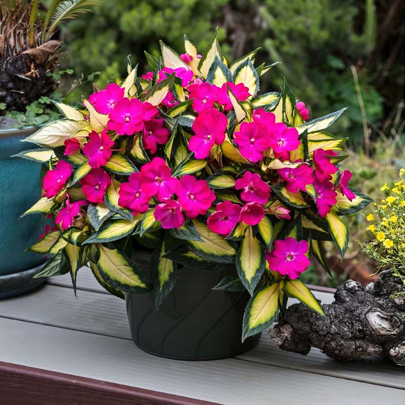 Sunpatiens® 'Compact Tropical Rose' image
