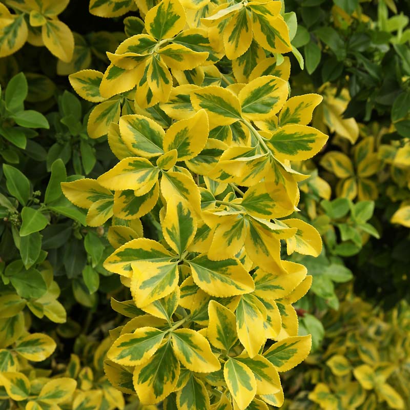 Euonymus 'Golden' image