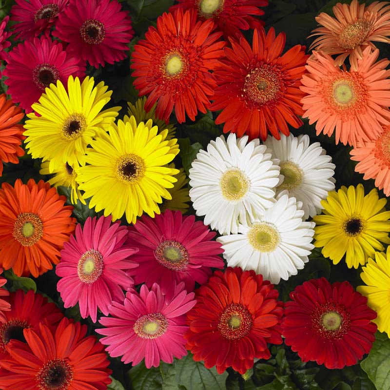 Gerber Daisy Mega Revolution Mix image