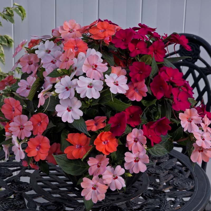 Sunpatiens® 'Kissing Cousins Mix' image