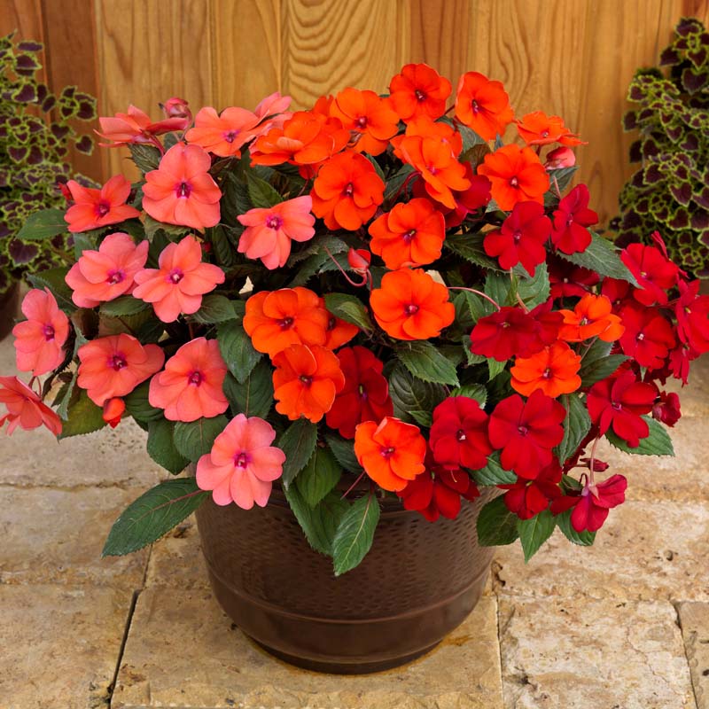 Sunpatiens® 'Summer Salsa Mix' image