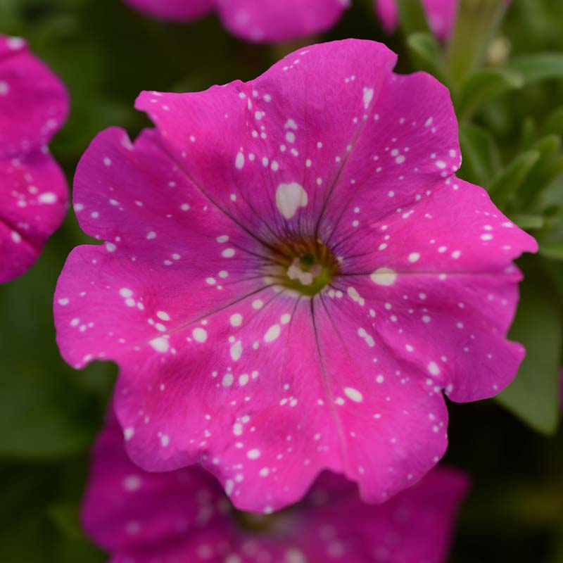 Pinksky Petunia Plant With Pink-white Blooms image