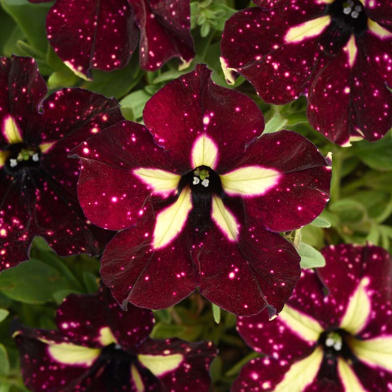 Burgundysky Petunia Plant With Burgundy-white Blooms image