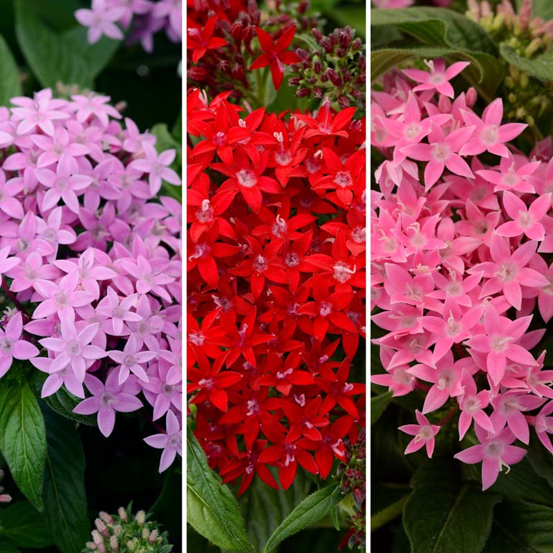 Pentas 'Star Bright Mix' image
